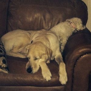 Meet your Posher, Benjamin